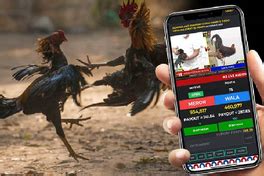 Pitmaster Online Sabong: Be an Intelligent Player.